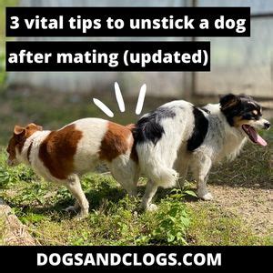 dog intercourse|How to Unstick a Dog After Mating: Your Questions,。